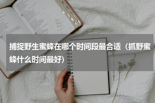 捕捉野生蜜蜂在哪个时间段最合适（抓野蜜蜂什么时间最好）