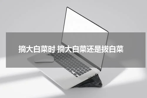 摘大白菜时 摘大白菜还是拔白菜