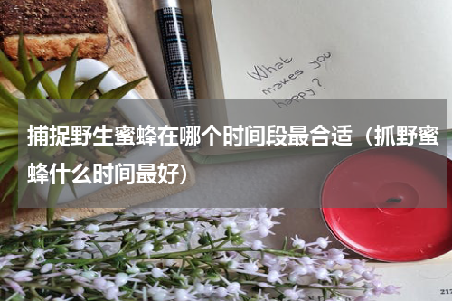 捕捉野生蜜蜂在哪个时间段最合适（抓野蜜蜂什么时间最好）