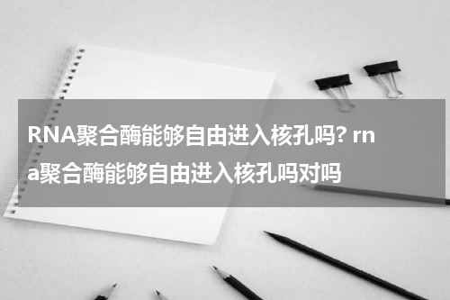RNA聚合酶能够自由进入核孔吗? rna聚合酶能够自由进入核孔吗对吗