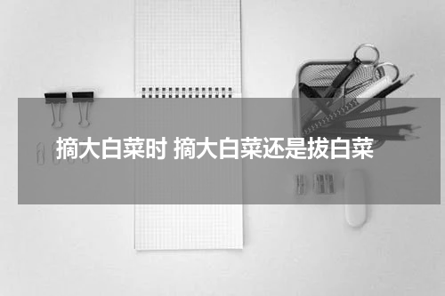 摘大白菜时 摘大白菜还是拔白菜