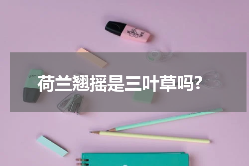 荷兰翘摇是三叶草吗?