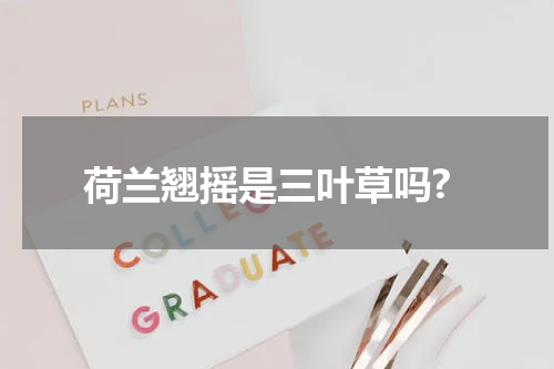 荷兰翘摇是三叶草吗?