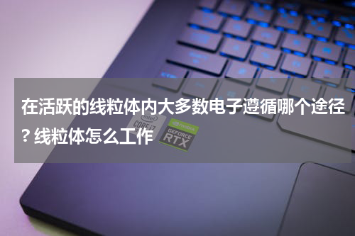 在活跃的线粒体内大多数电子遵循哪个途径? 线粒体怎么工作